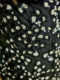 Haute couture - L.F Lusso