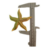 broche étoile 7,5 CM